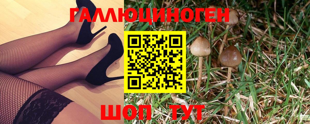 Чебоксары  Галлюциногенные грибы Psilocybe  Вход с VPN 